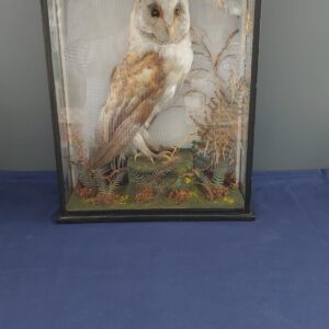 Taxidermy owl in case